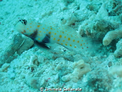 Goby taken with TG6 by Jimmela Sabanate 